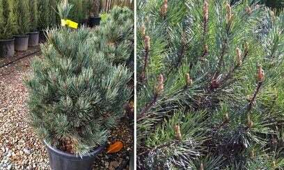 Borovice lesní Watereri 25/35 cm, v květináči Pinus sylvestris Watereri